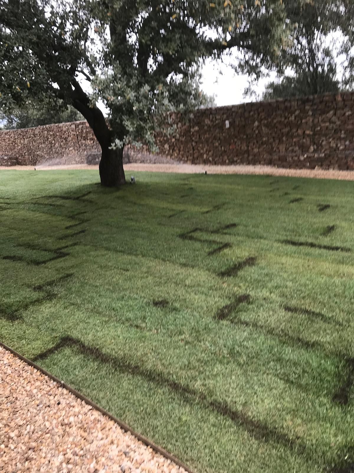 Césped verde con líneas oscuras, un árbol grande y un muro de piedra.