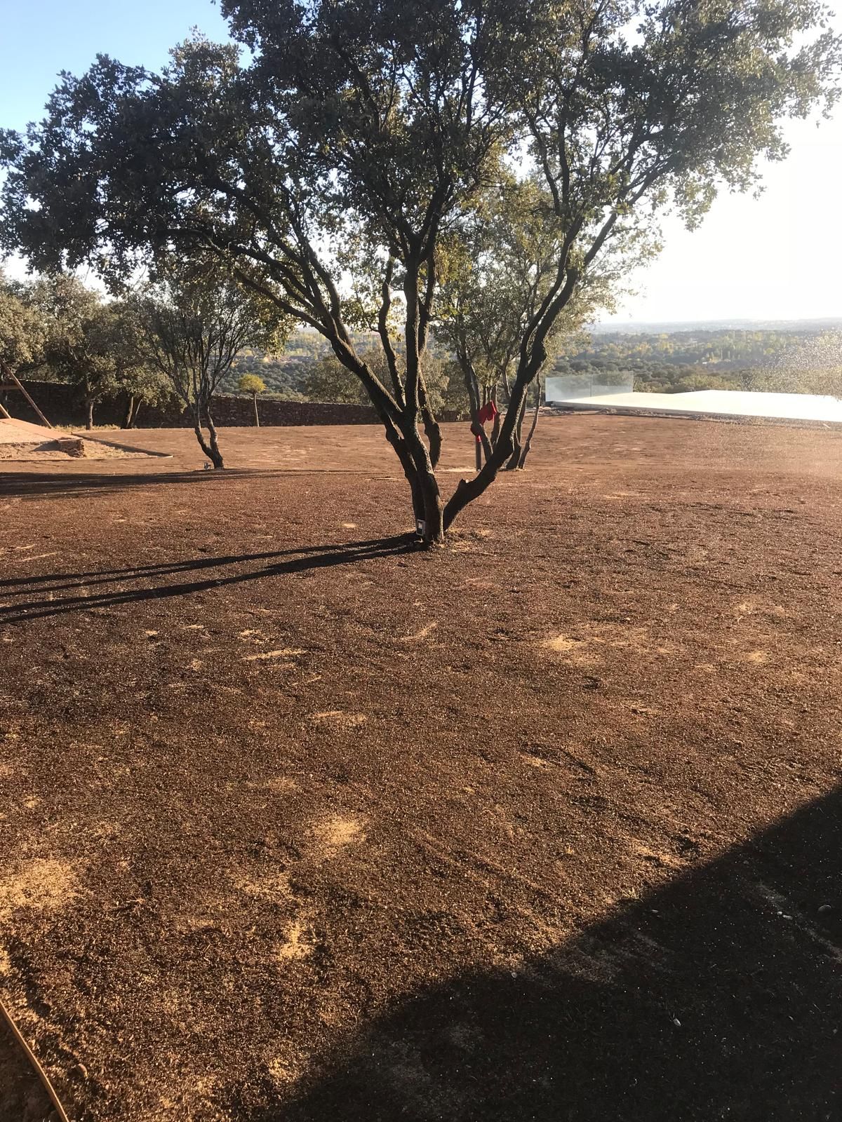 Campo marrón con un árbol en el centro y otros árboles al fondo. Cielo brillante y sombras.