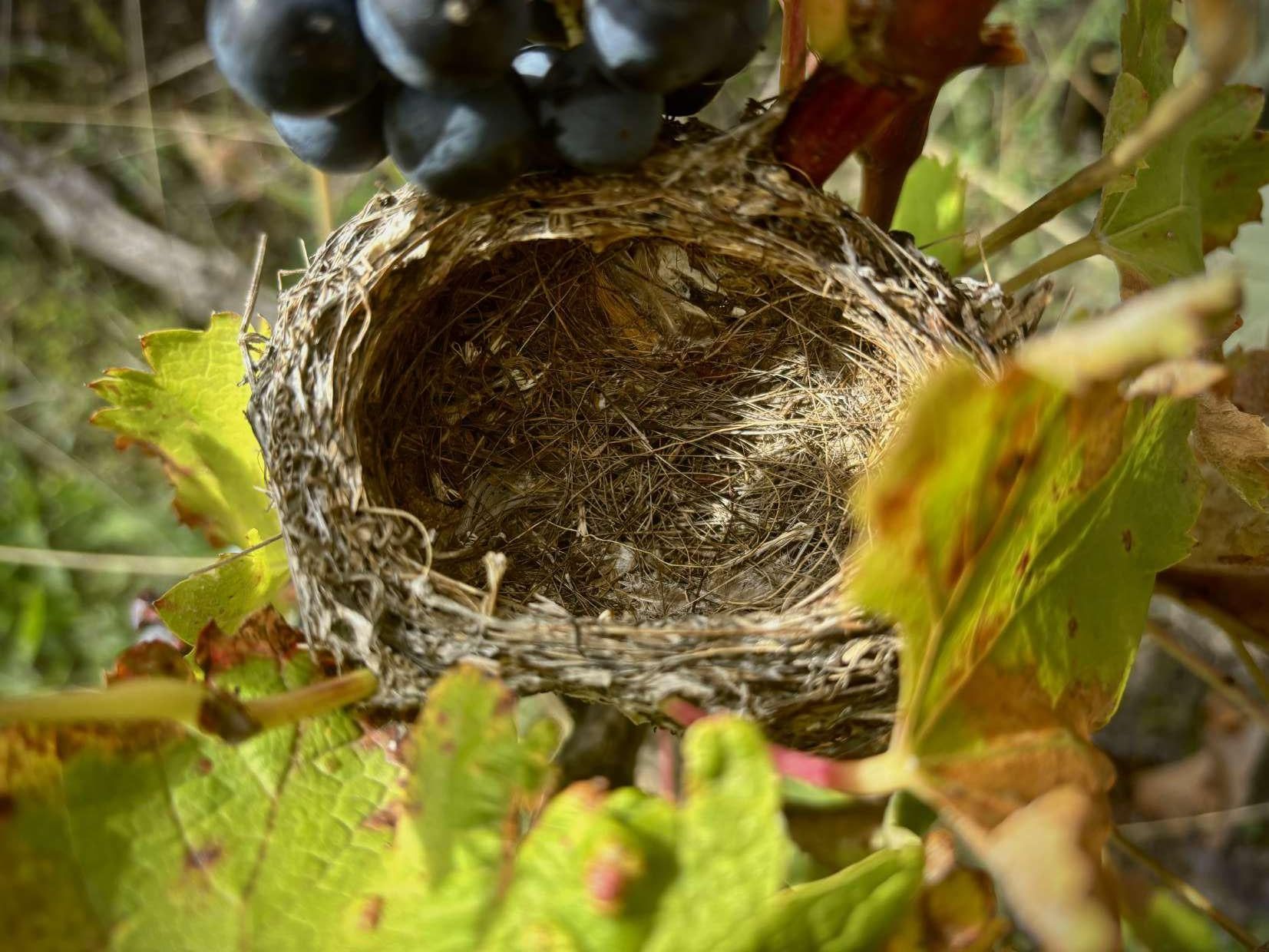 Un nido de pájaro está sentado en una vid al lado de un racimo de uvas.
