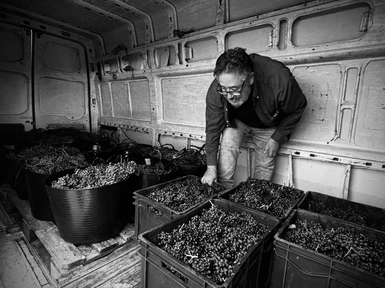 Un hombre está de pie en la parte trasera de una camioneta llena de cajas de uvas.