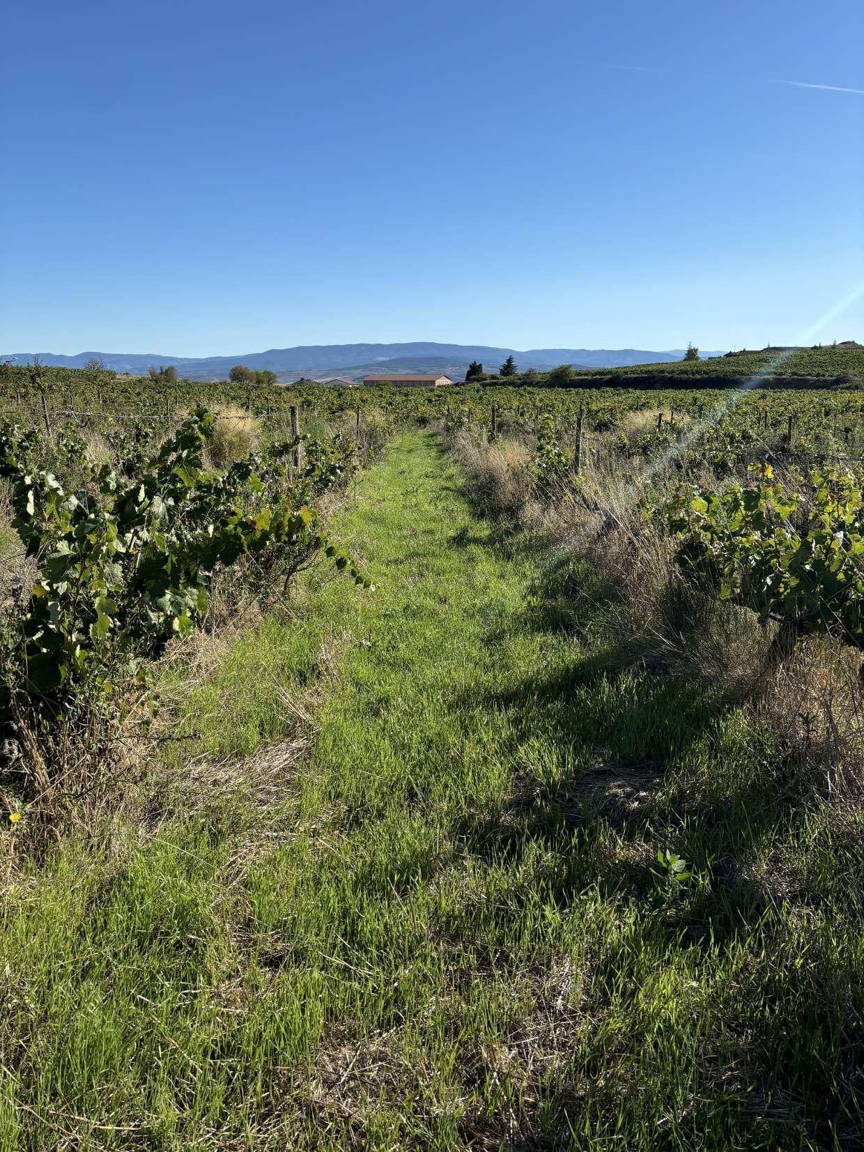 Un camino en medio de un campo de hierba con montañas al fondo.