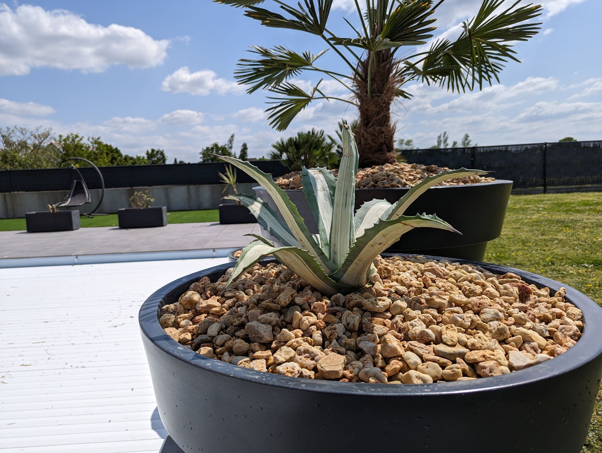 Grand pot dans lequel est planté un cactus, installé autour d'une piscine
