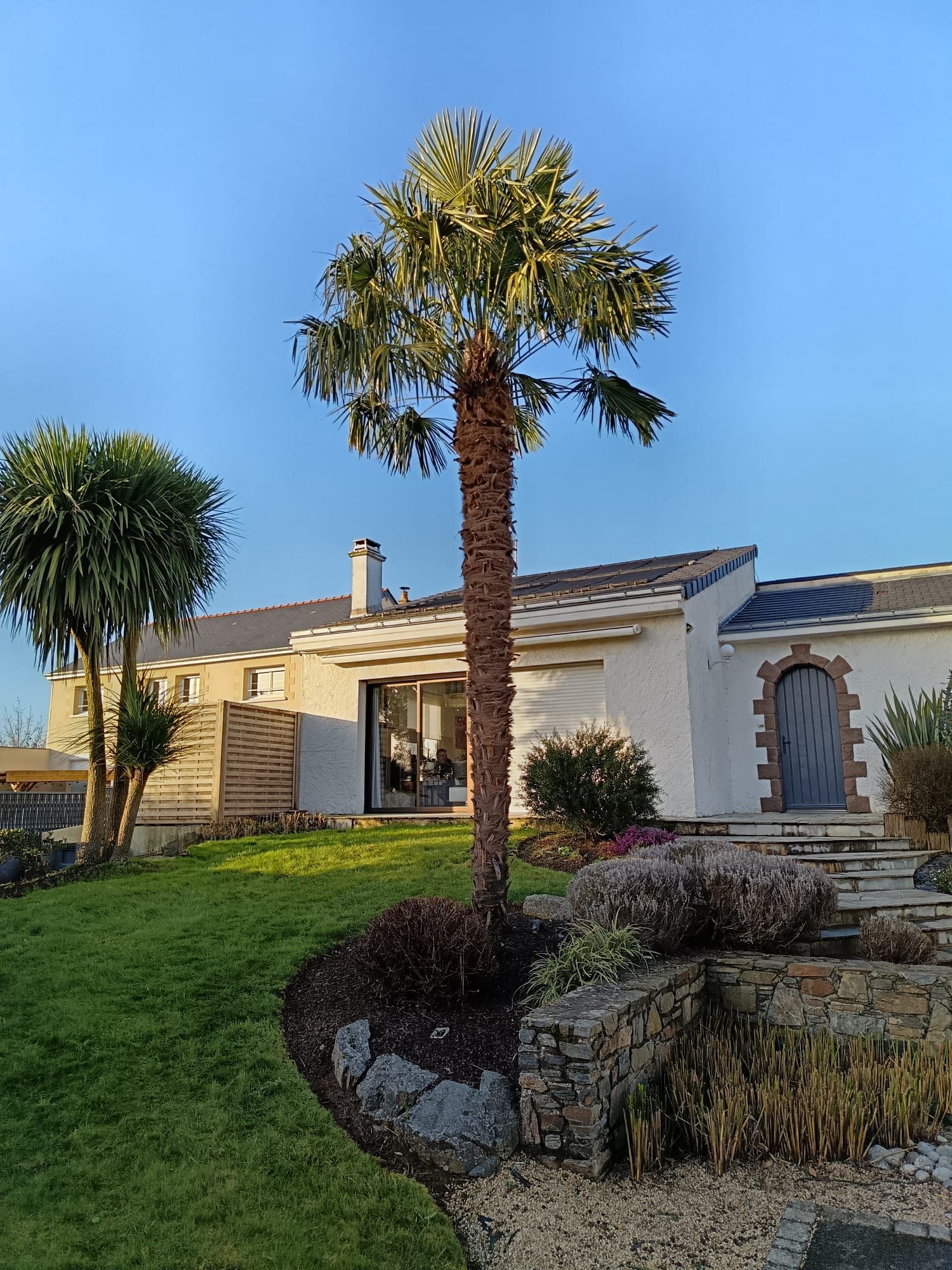 Vue en contreplongée d'un palmier au cœur d'un massif paysager
