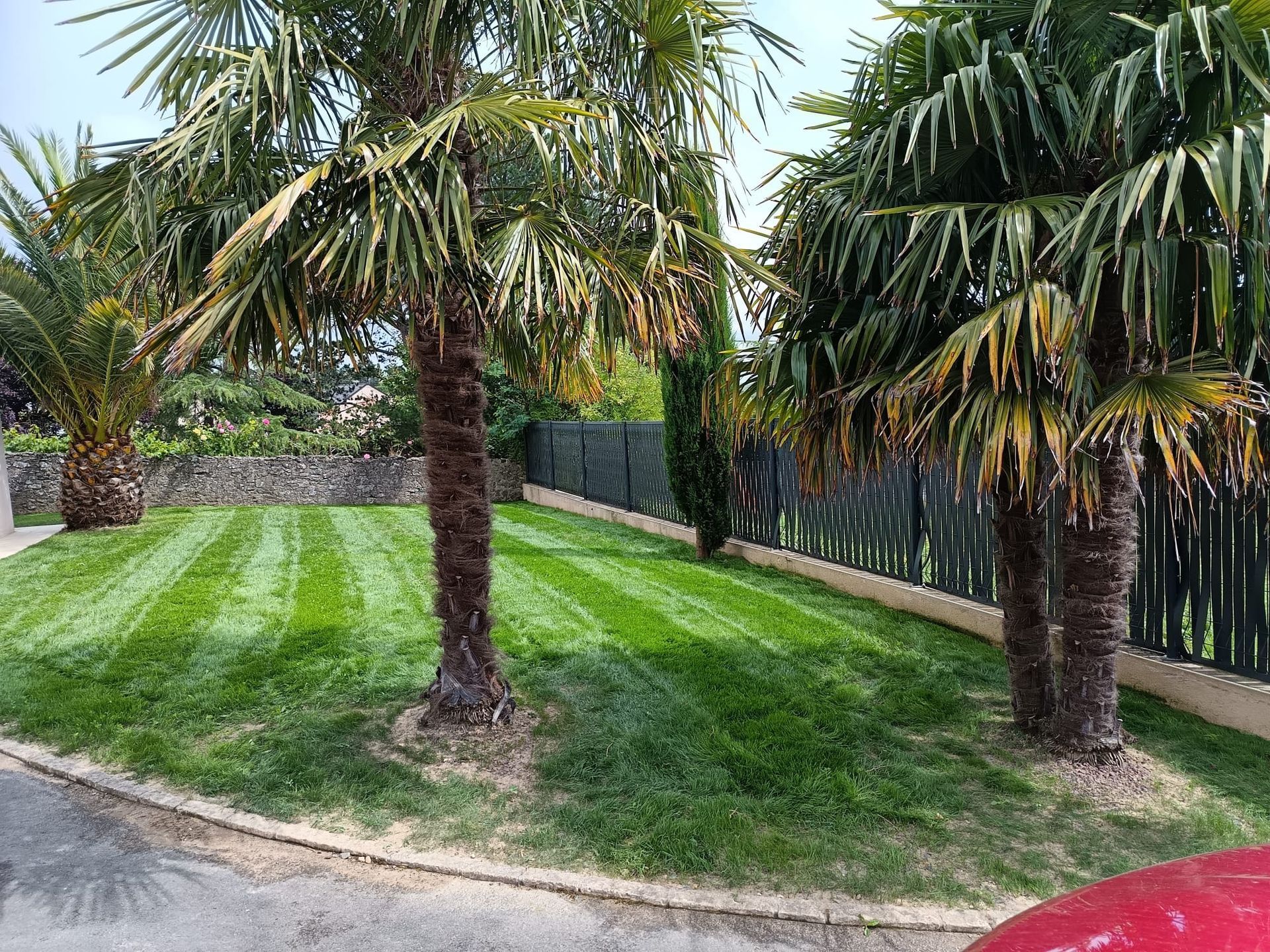 Entretien d'un jardin particulier possédant de nombreux palmier