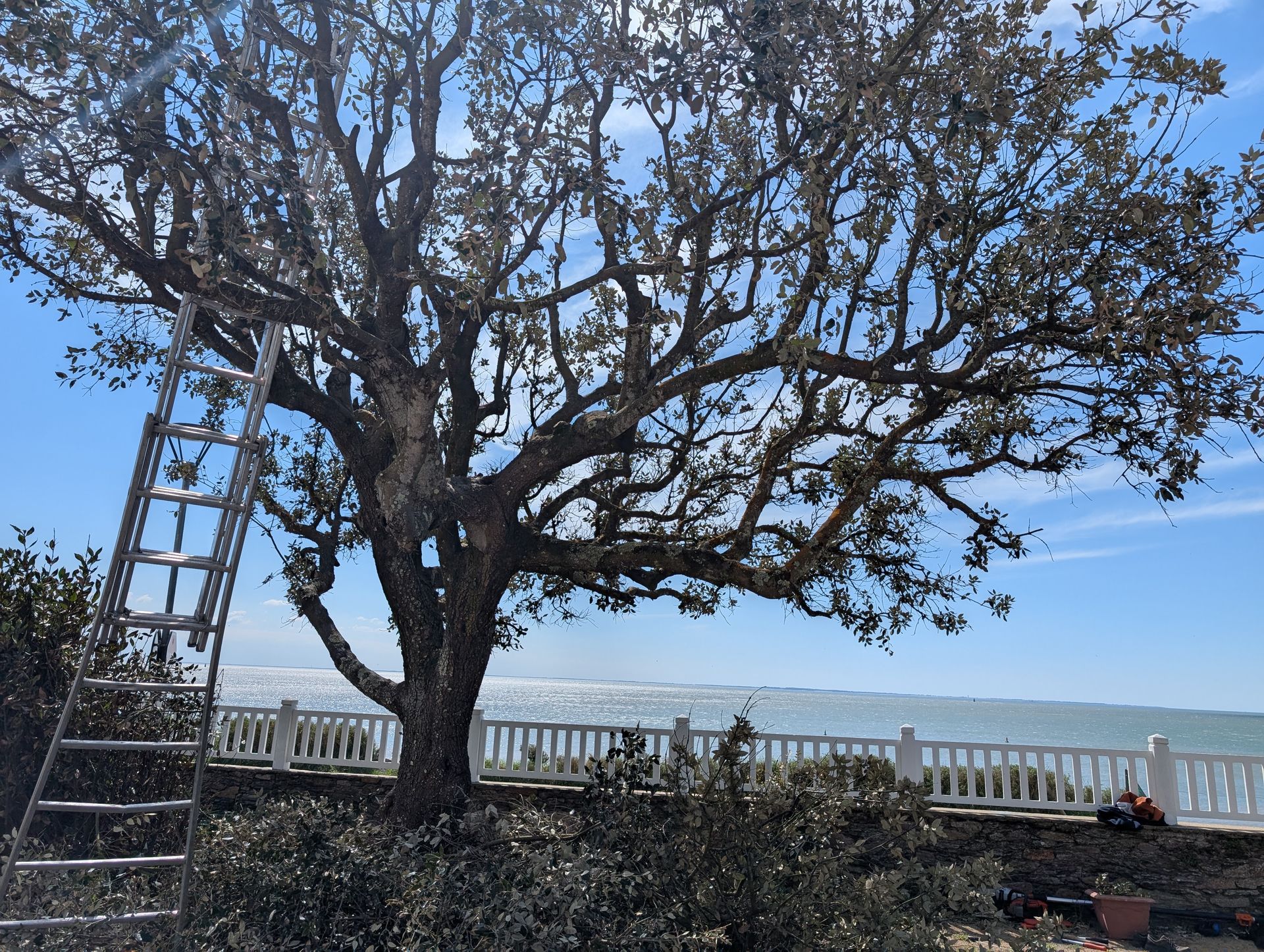 Entretien d'un grand arbre au cœur de jardin d'une maison individuelle