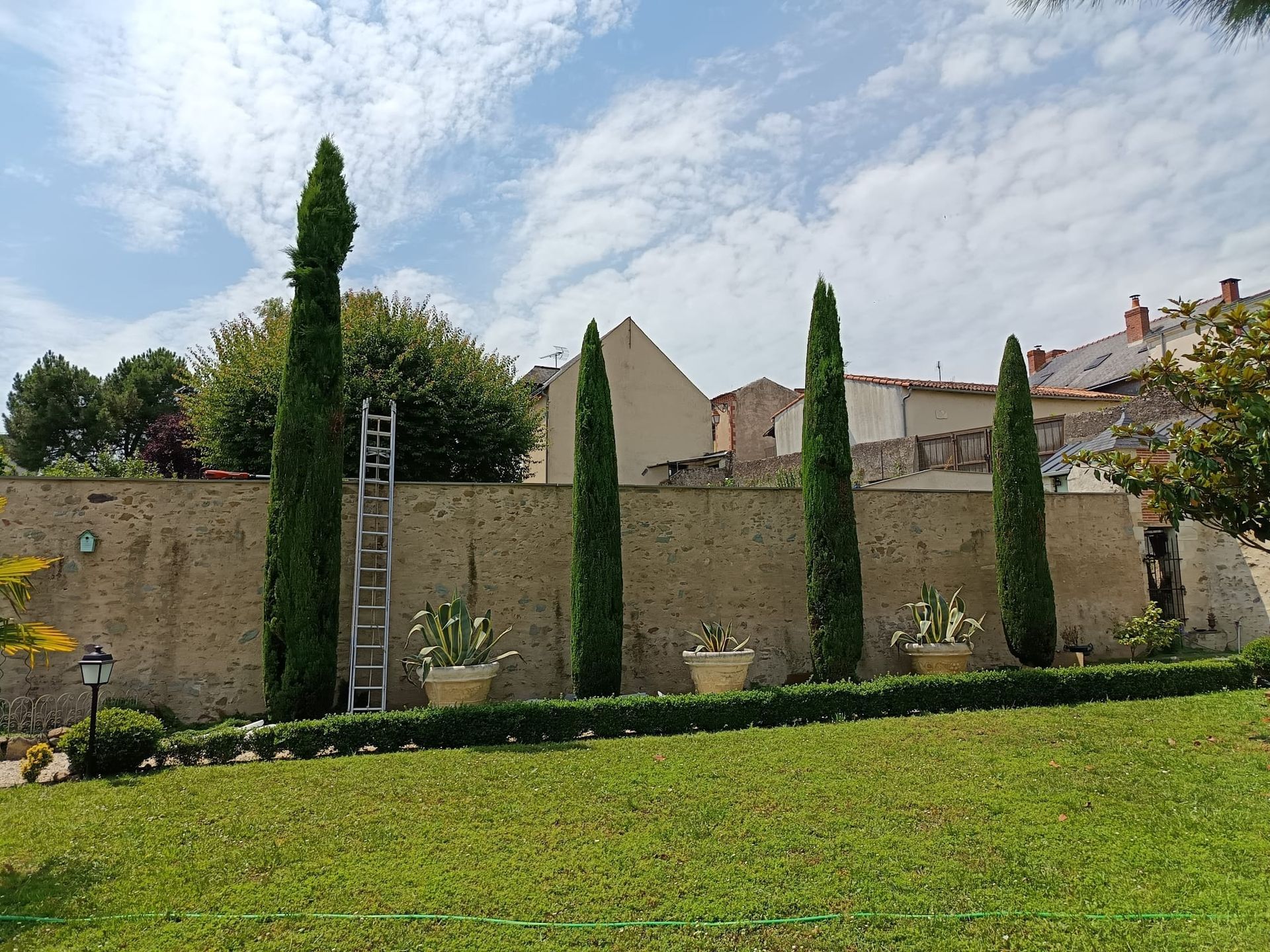 Taille de 4 cyprès le long d'un mur en pierre