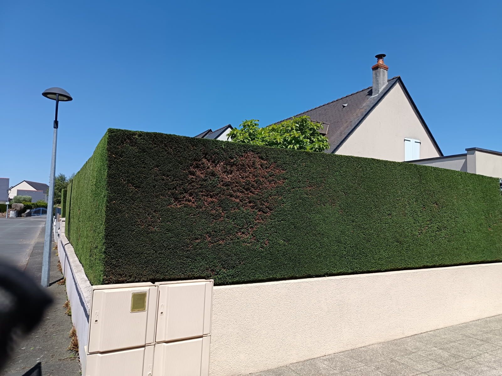 Haie d'un jardin particulier taillée au carré