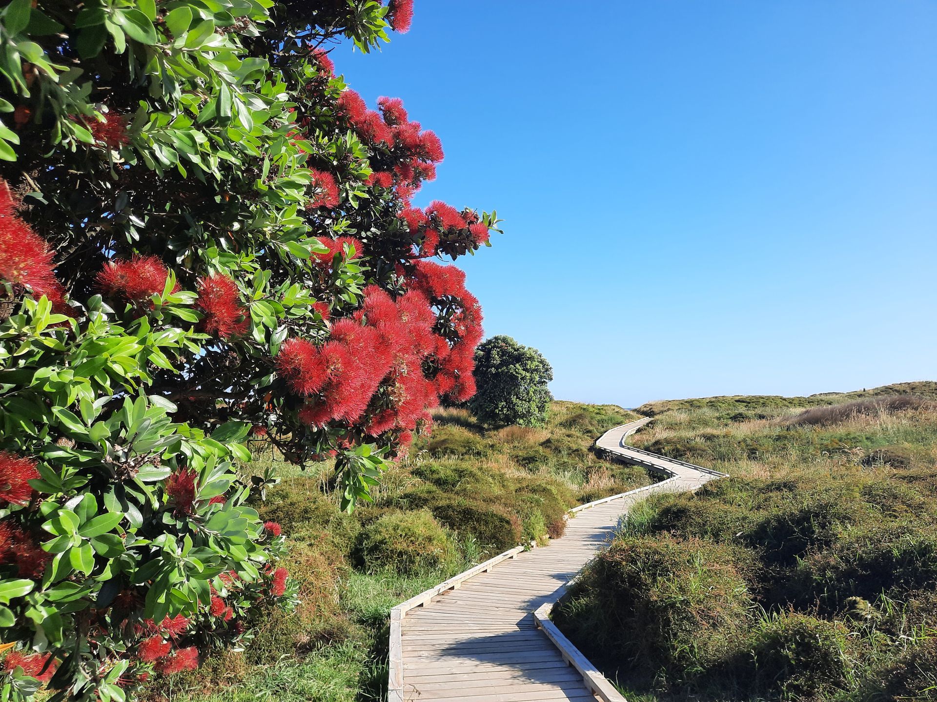 Ein Holzsteg schlängelt sich durch bewachsene Dünen unter einem strahlend blauen Himmel. Links ein rot blühender Baum.