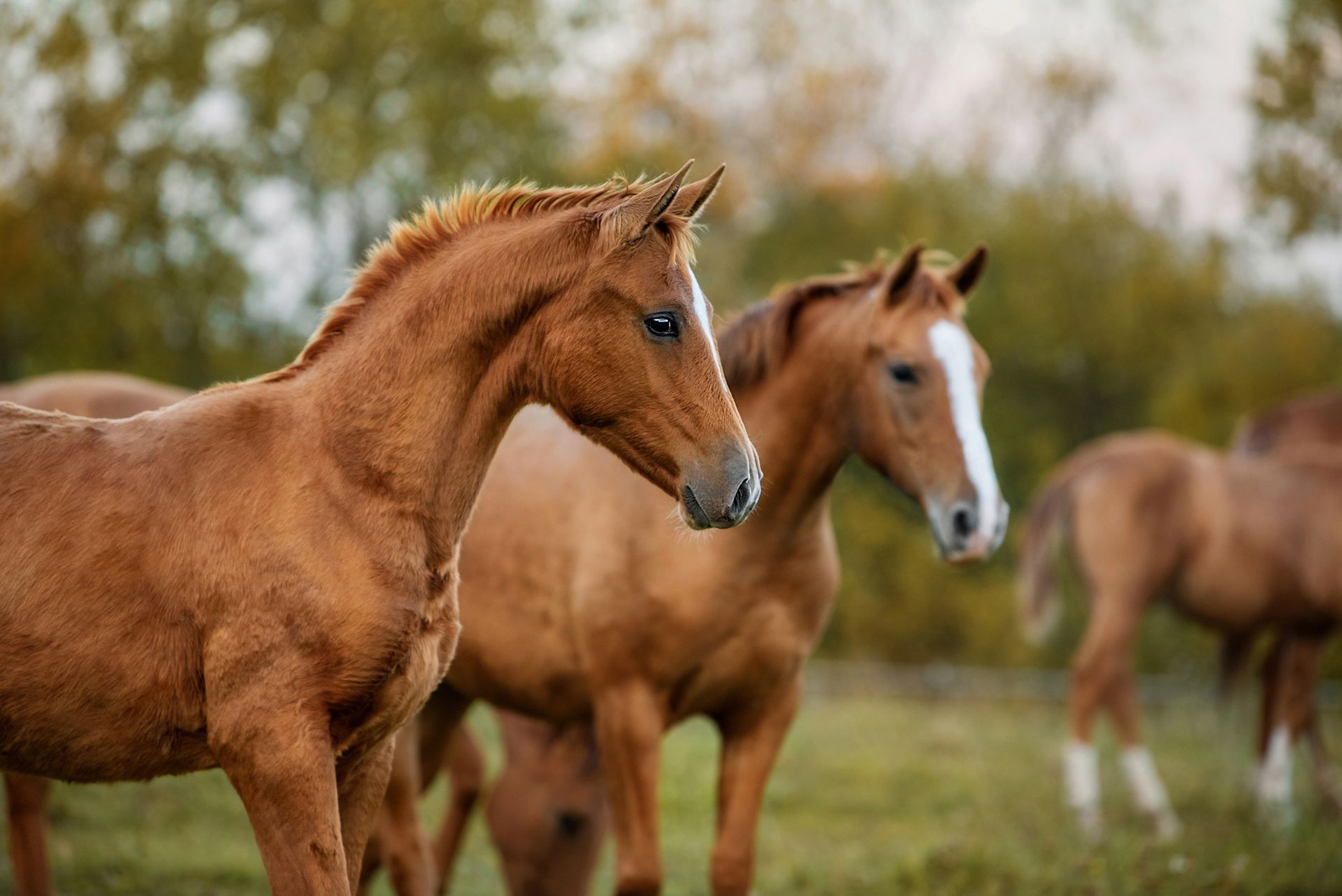 Fuchsfarbene Pferde stehen auf einer Wiese und wirken wachsam vor einem verschwommenen Hintergrund aus Bäumen.