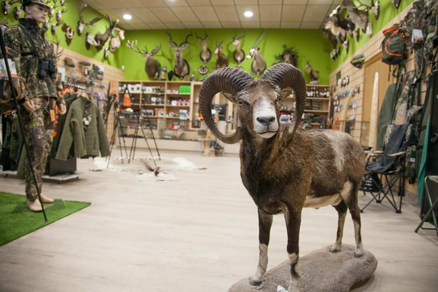 Carnero disecado en un almacén de caza, rodeado de equipo de caza y trofeos de animales.