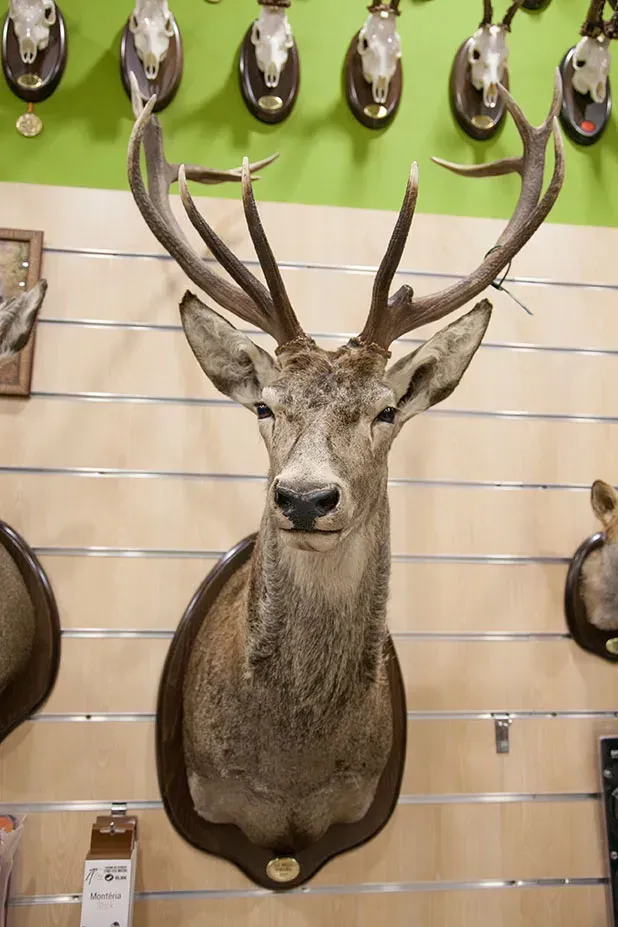 Taxidermia de cabeza de ciervo montada en una pared, rodeada de otros animales montados.