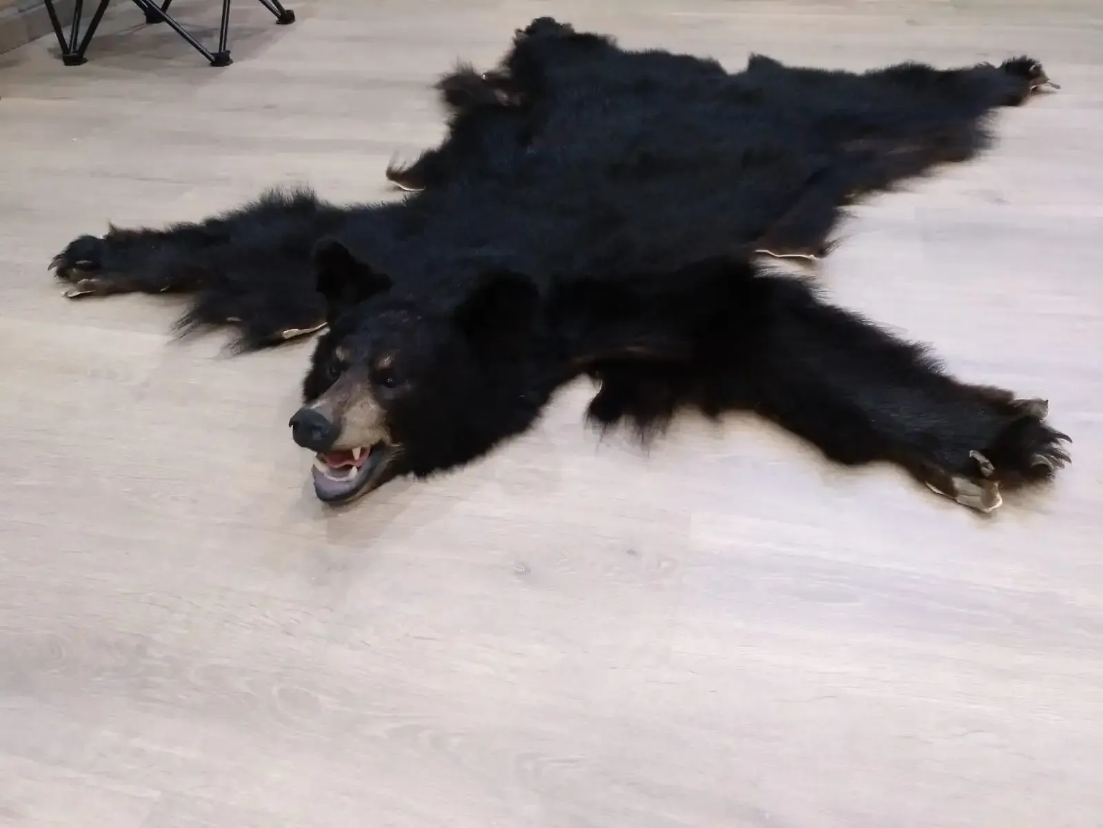 Alfombra de piel de oso negro sobre suelo de madera clara con la cabeza y las patas del oso visibles.