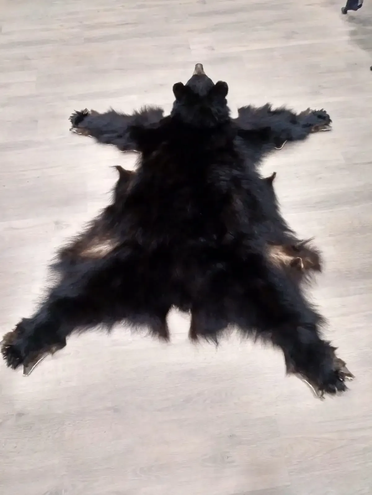 Piel de oso negro sobre un piso de madera clara, extendida con la cabeza, los brazos y las piernas visibles.