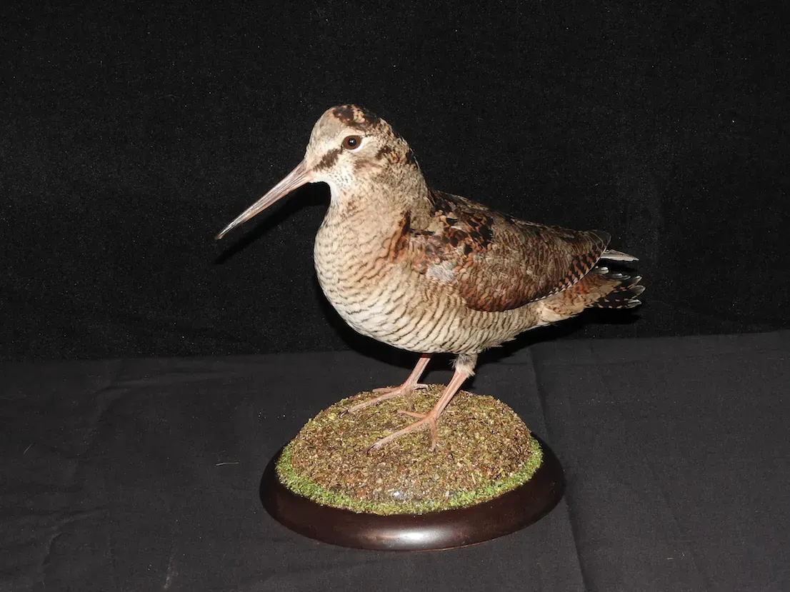 Ave perdiz americana disecada sobre base de musgo, plumaje marrón y blanco, pico largo y fondo oscuro.