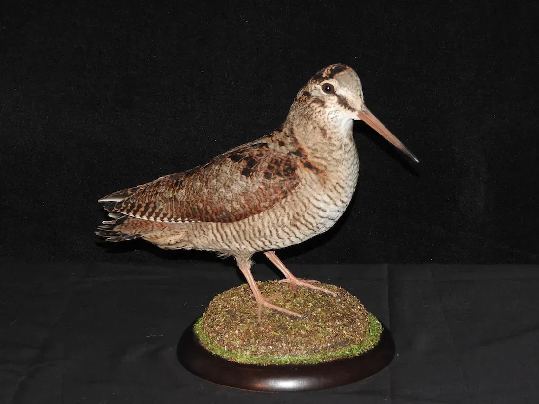Ave perdiz disecada, con plumaje marrón y fuego, pico largo y base musgosa.