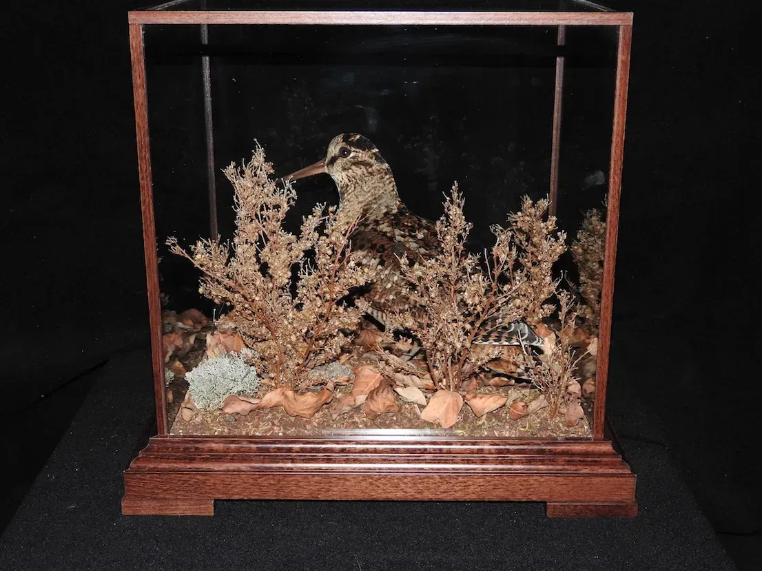 Pájaro disecado en vitrina entre plantas secas. Tonos marrones y beige.