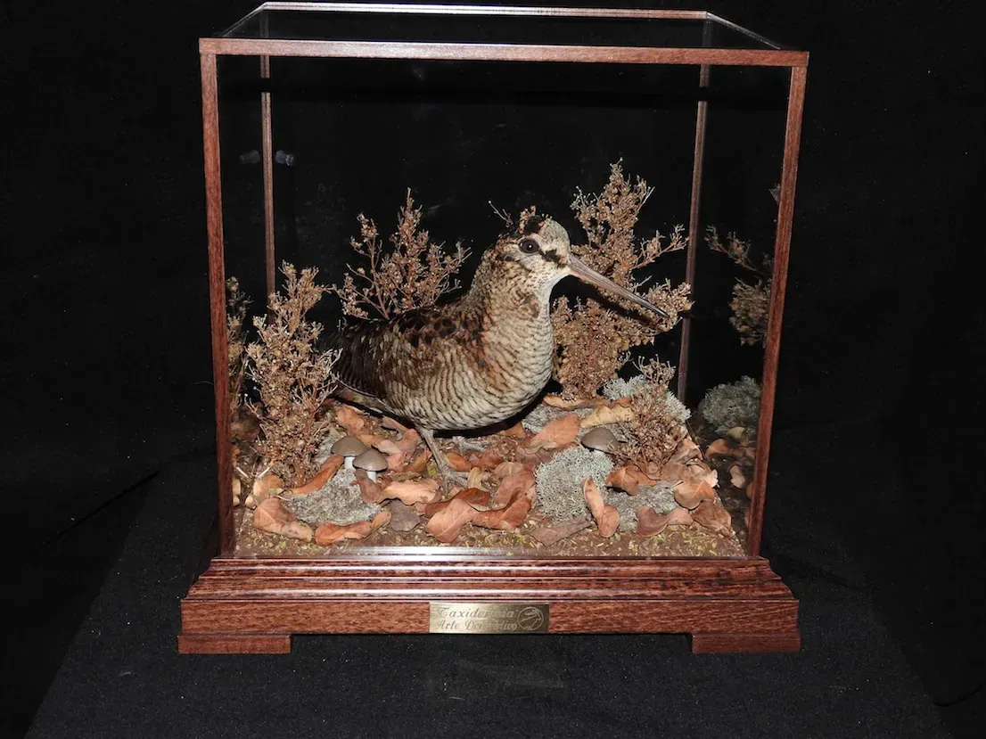 Ave becada disecada en vitrina de cristal con base y fondo de madera oscura.
