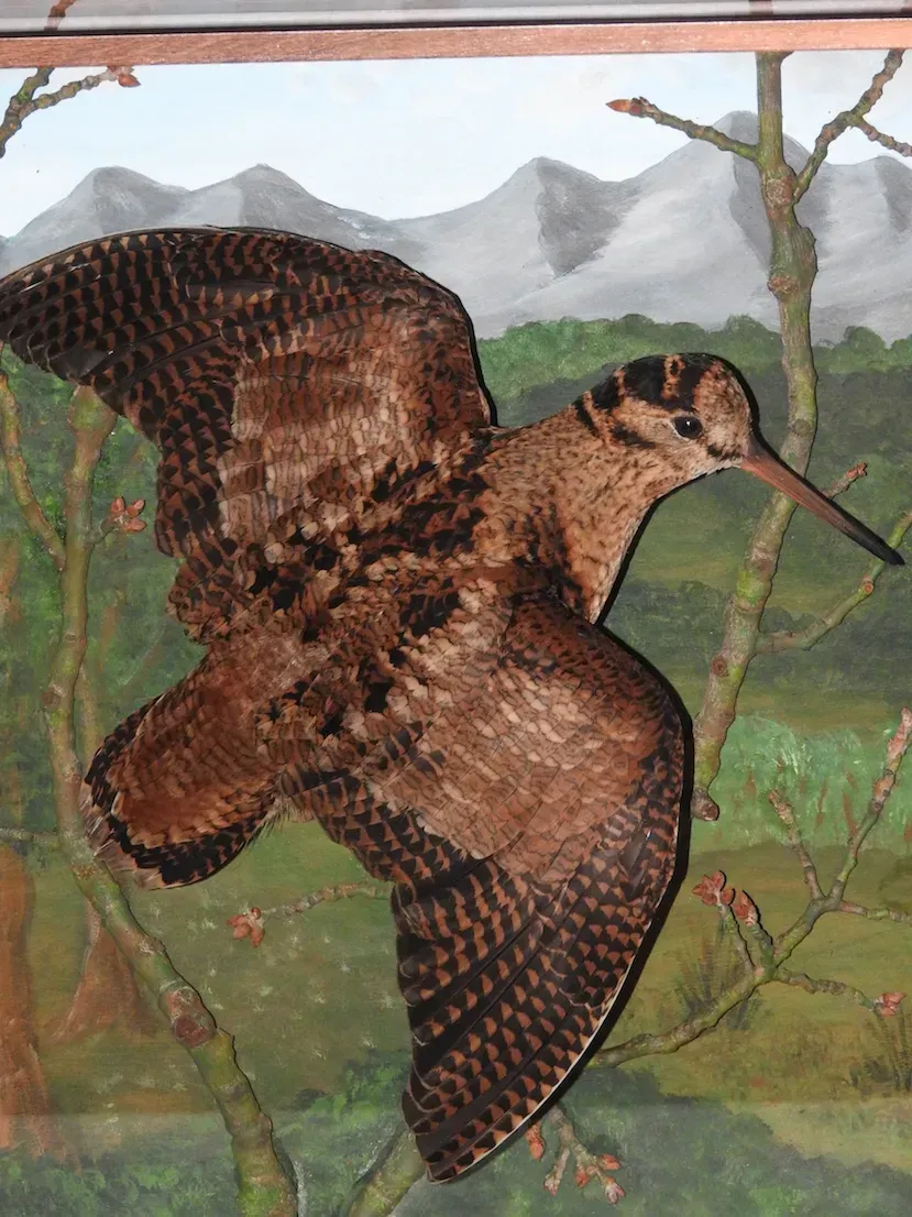 Una becada en vuelo, con las alas desplegadas y un pico largo. El fondo muestra un bosque con montañas.