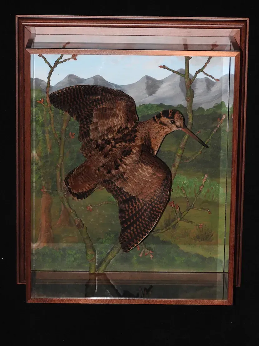 Taxidermia de becada en una caja de sombra enmarcada; pájaro en vuelo, plumas marrones, contra un paisaje pintado.