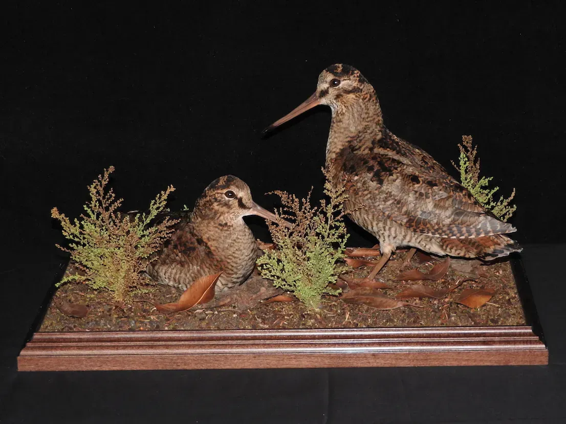 Becadas disecadas sobre una base de madera. Una se yergue, la otra se agacha. Ambas tienen picos largos y plumaje moteado.