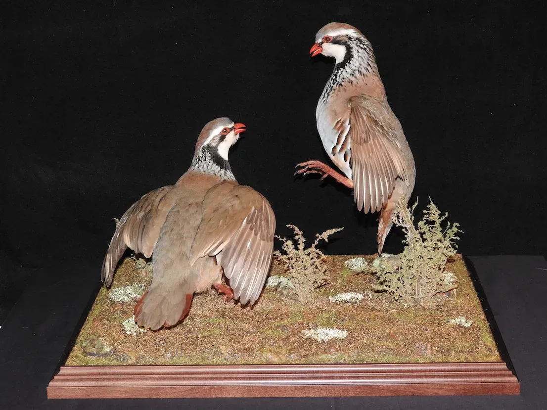 Dos perdices disecadas sobre una base de hierba. Una tiene las alas extendidas. Pico y patas rojos.