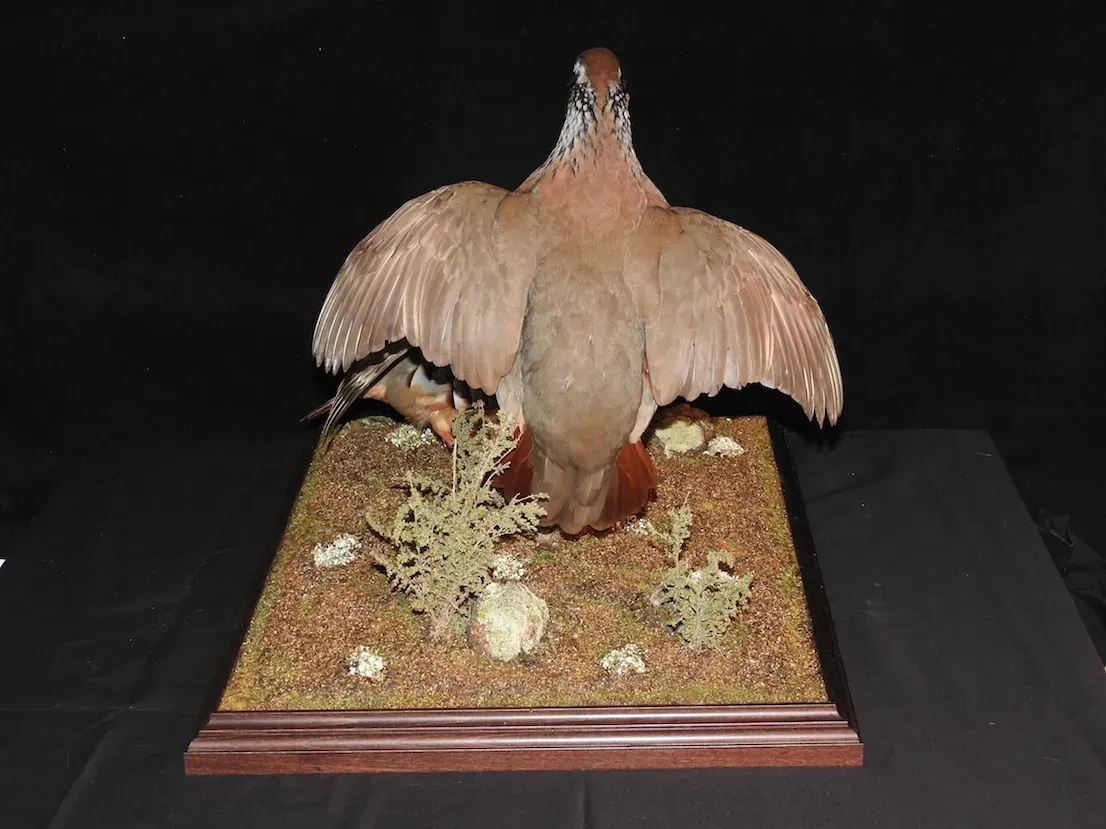 Pájaro taxidermizado con alas extendidas sobre base musgosa, fondo oscuro.