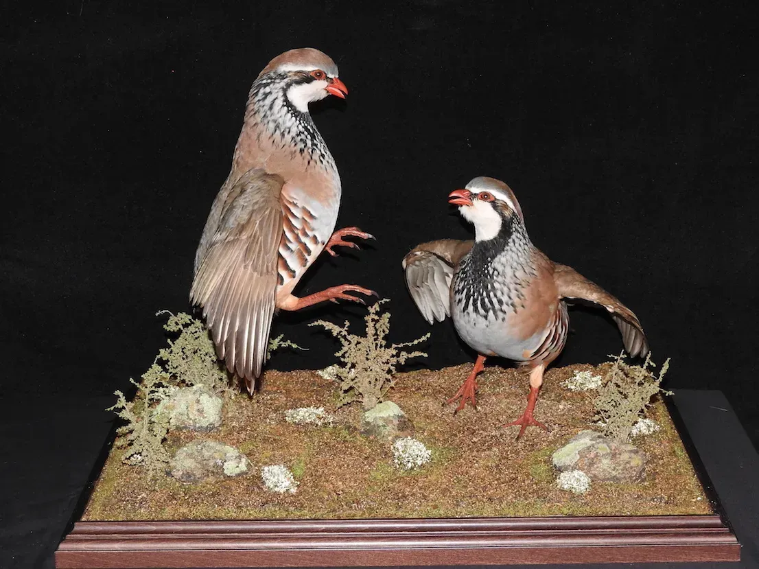 Dos perdices disecadas sobre una base de hierba. Una levanta una pata, la otra tiene un ala extendida.