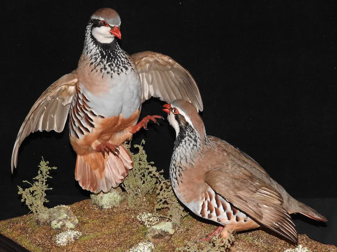 Dos perdices disecadas sobre una base de musgo, una con las alas extendidas, la otra de pie.