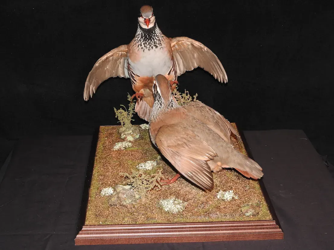 Dos perdices disecadas sobre una base de musgo, una con las alas desplegadas. Plumaje marrón, naranja y blanco.