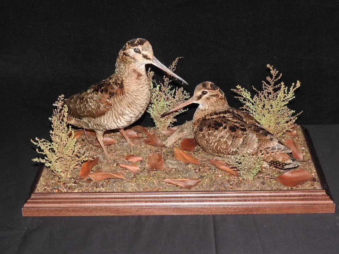 Dos becadas disecadas sobre una base de madera. Plumaje marrón y beige, picos largos y hojas secas.