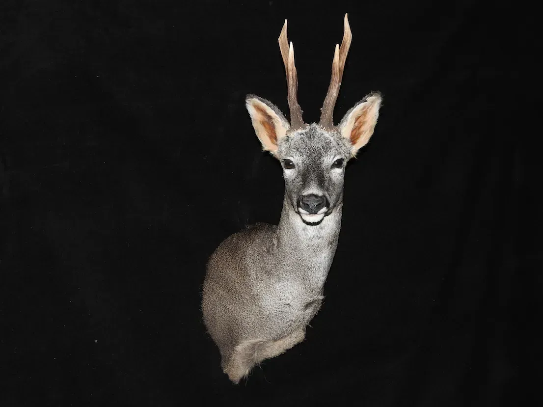 Montaje de cabeza de ciervo con astas pequeñas, sobre un fondo negro.