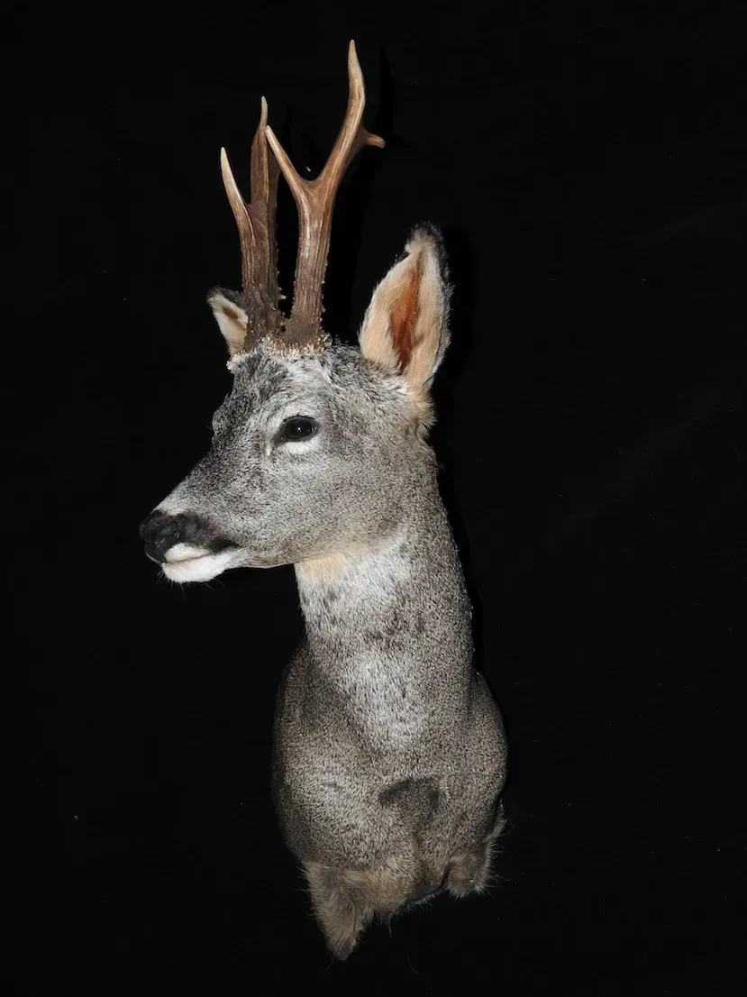 Cabeza de ciervo taxidermia con astas, montada sobre fondo negro.