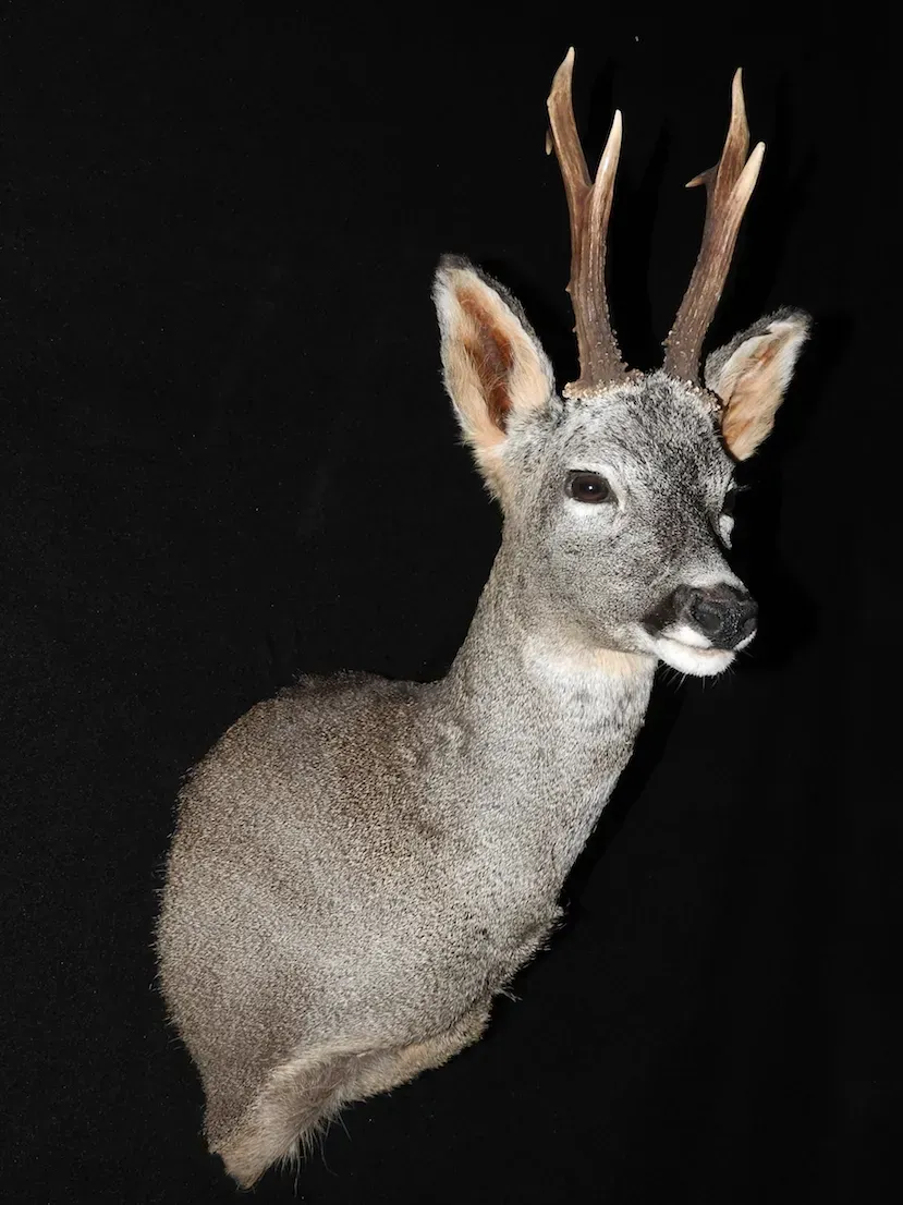 Cabeza de ciervo taxidermizada con astas y pelaje gris sobre fondo negro.