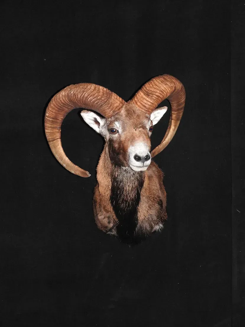 Cabeza de carnero disecada con grandes cuernos marrones curvados, sobre un fondo negro.