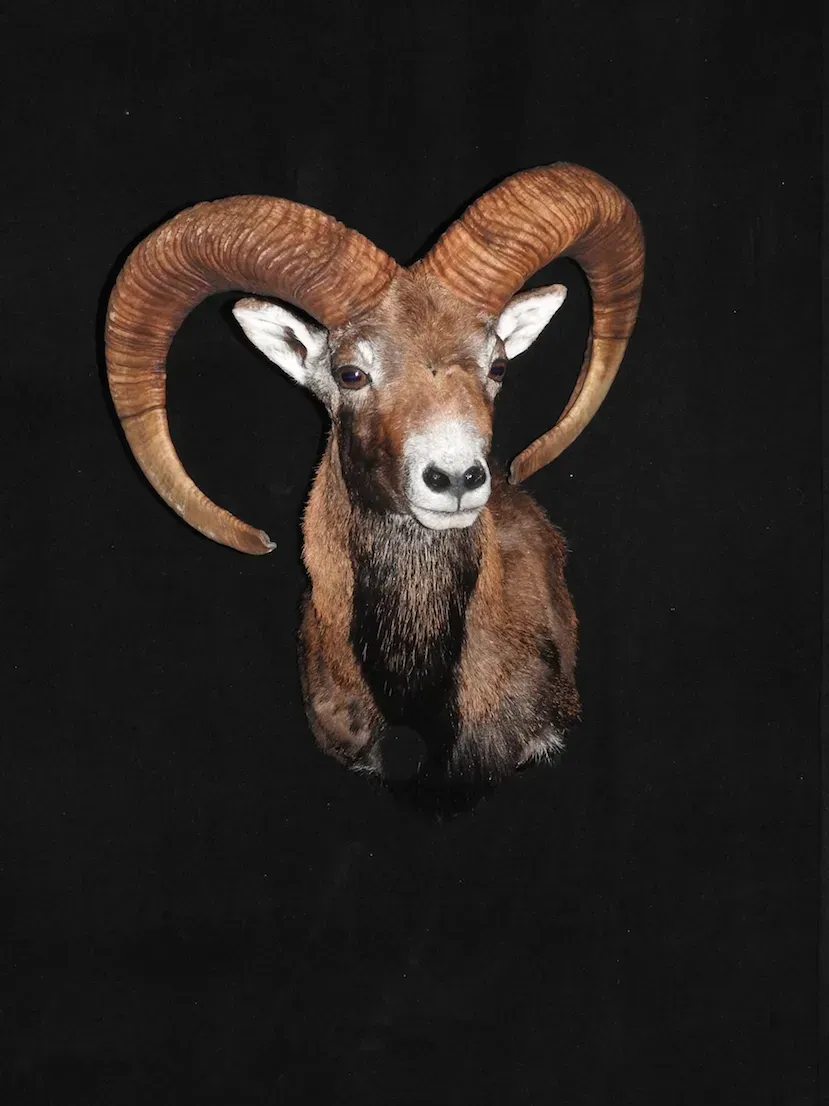 Cabeza de carnero disecada con grandes cuernos curvados, pelaje marrón, cara blanca, sobre fondo negro.