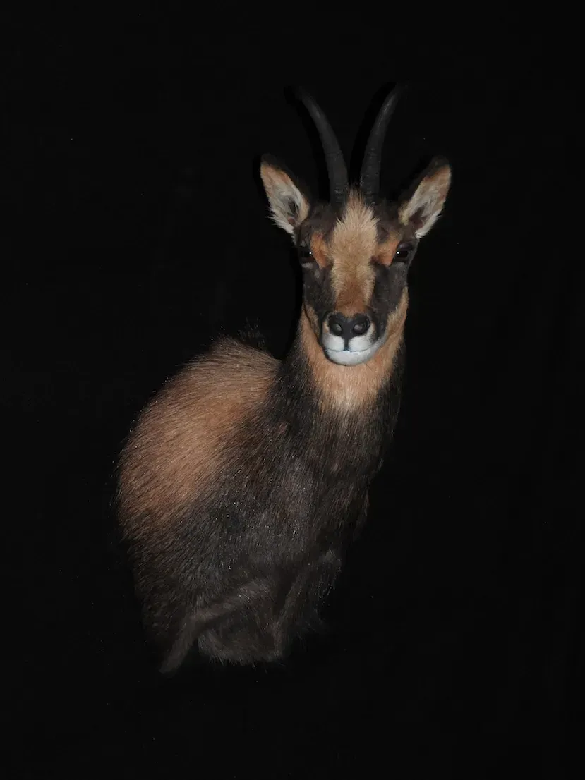 Rebeco con cuernos curvados sobre fondo negro, mirando hacia adelante.