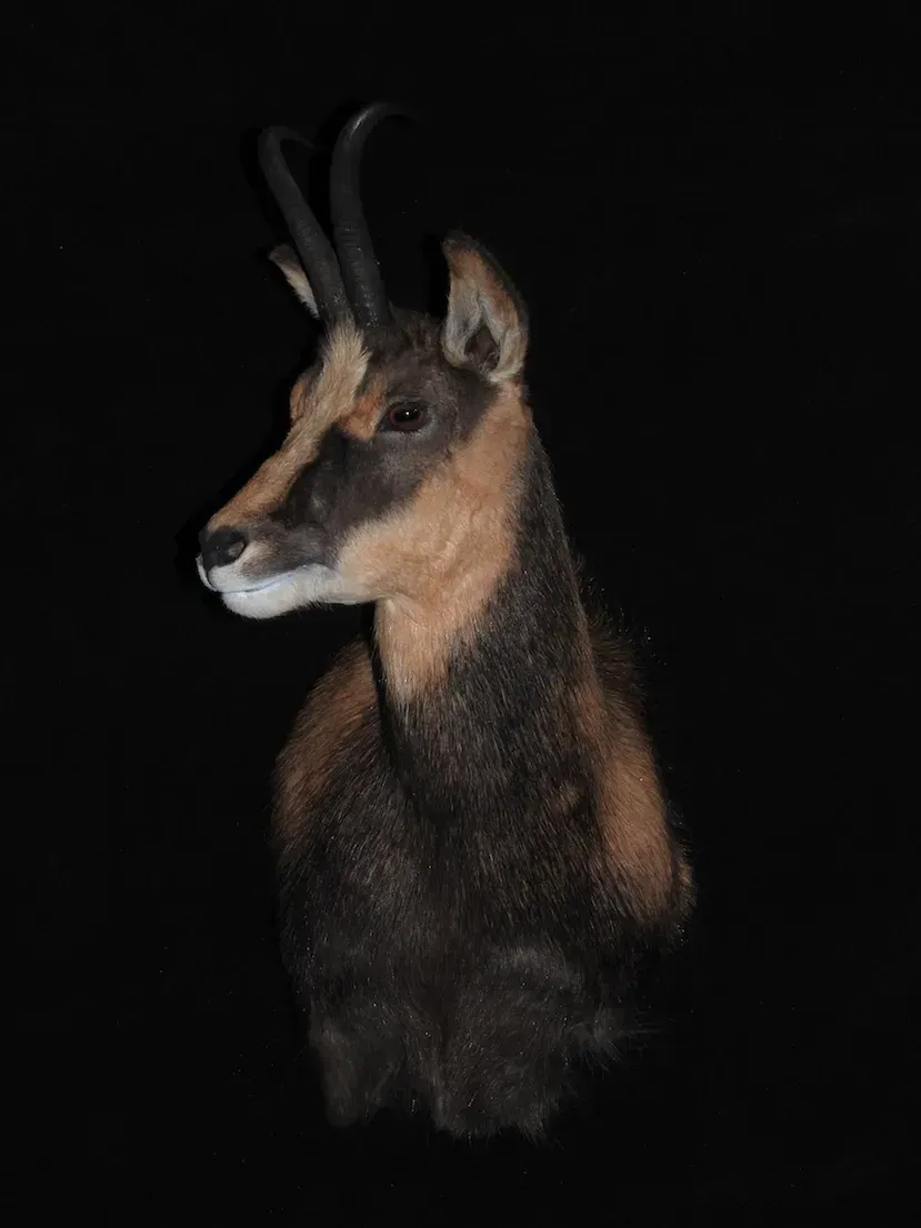 Una gamuza, con pelaje negro y fuego y cuernos curvados, sobre un fondo negro.
