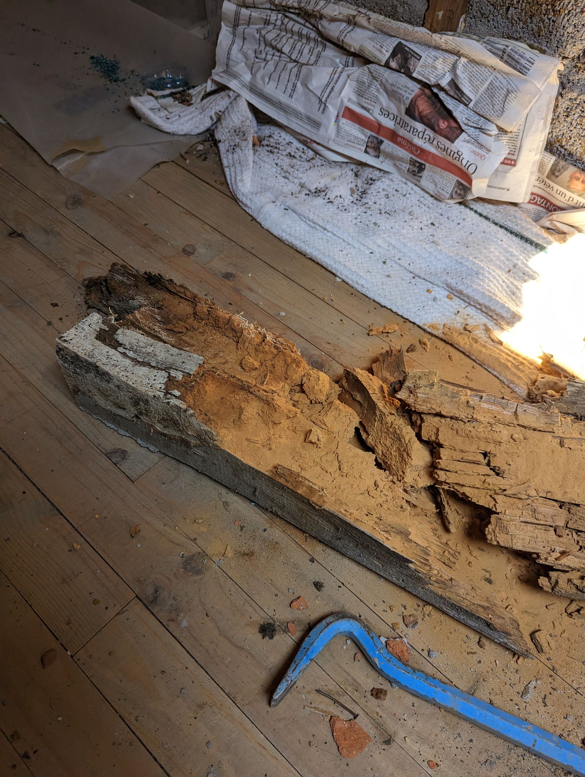 Bois de charpente endommagé, problèmes d'humidité et d'invasion de xylophages