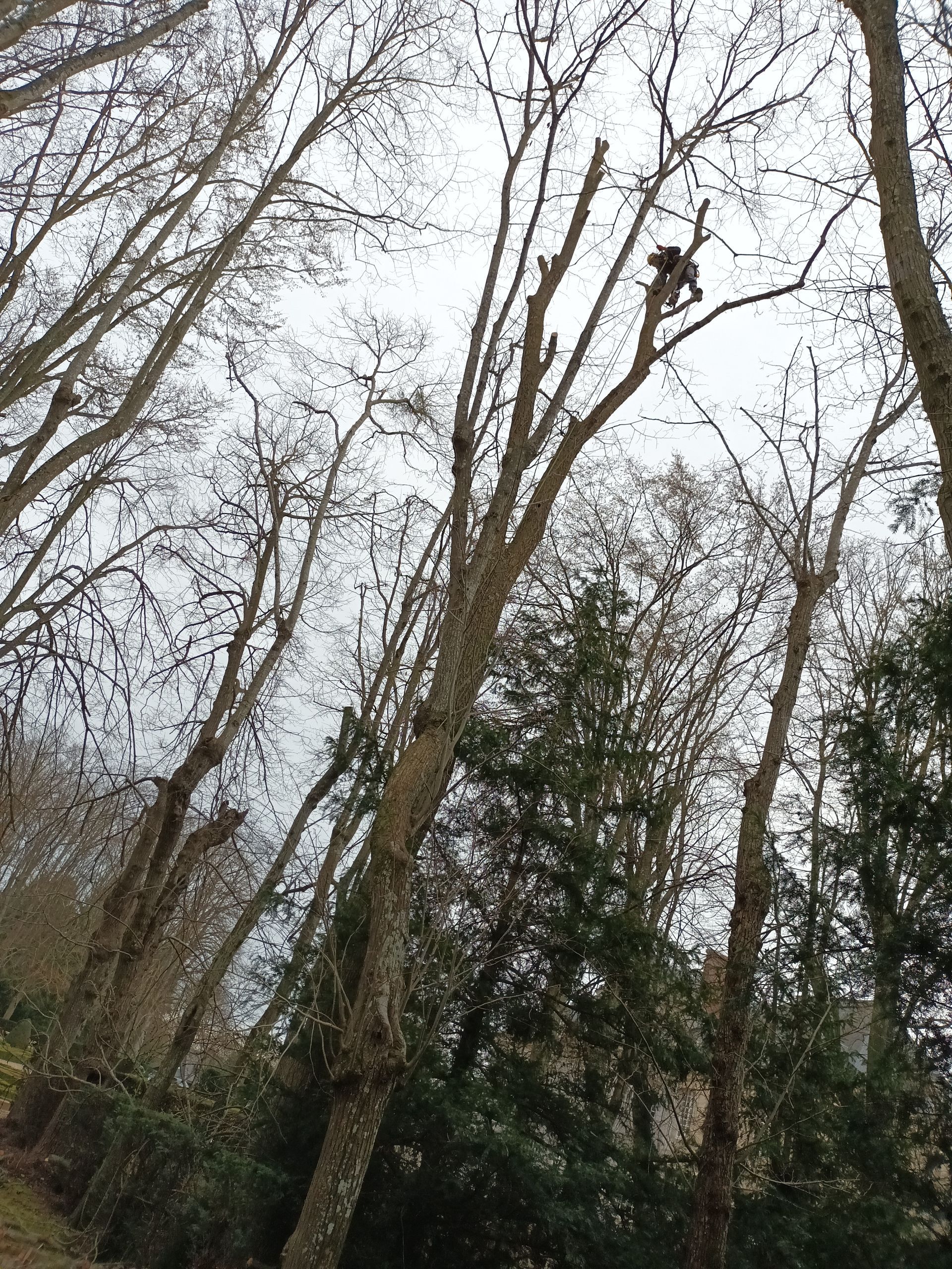 Forêt sous un ciel gris