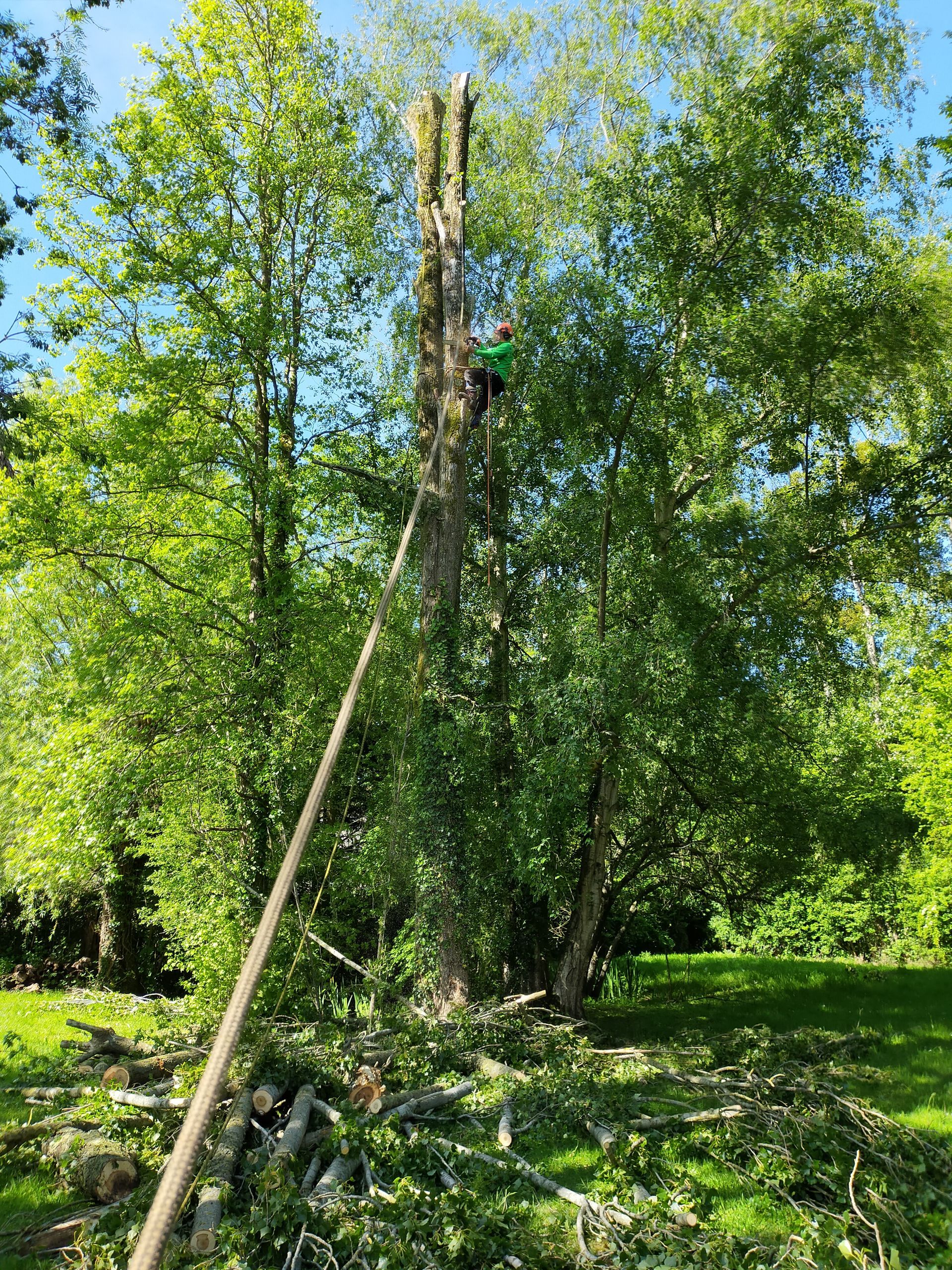 Taille en hauteur avec un élagueur dans un arbre attaché à une corde