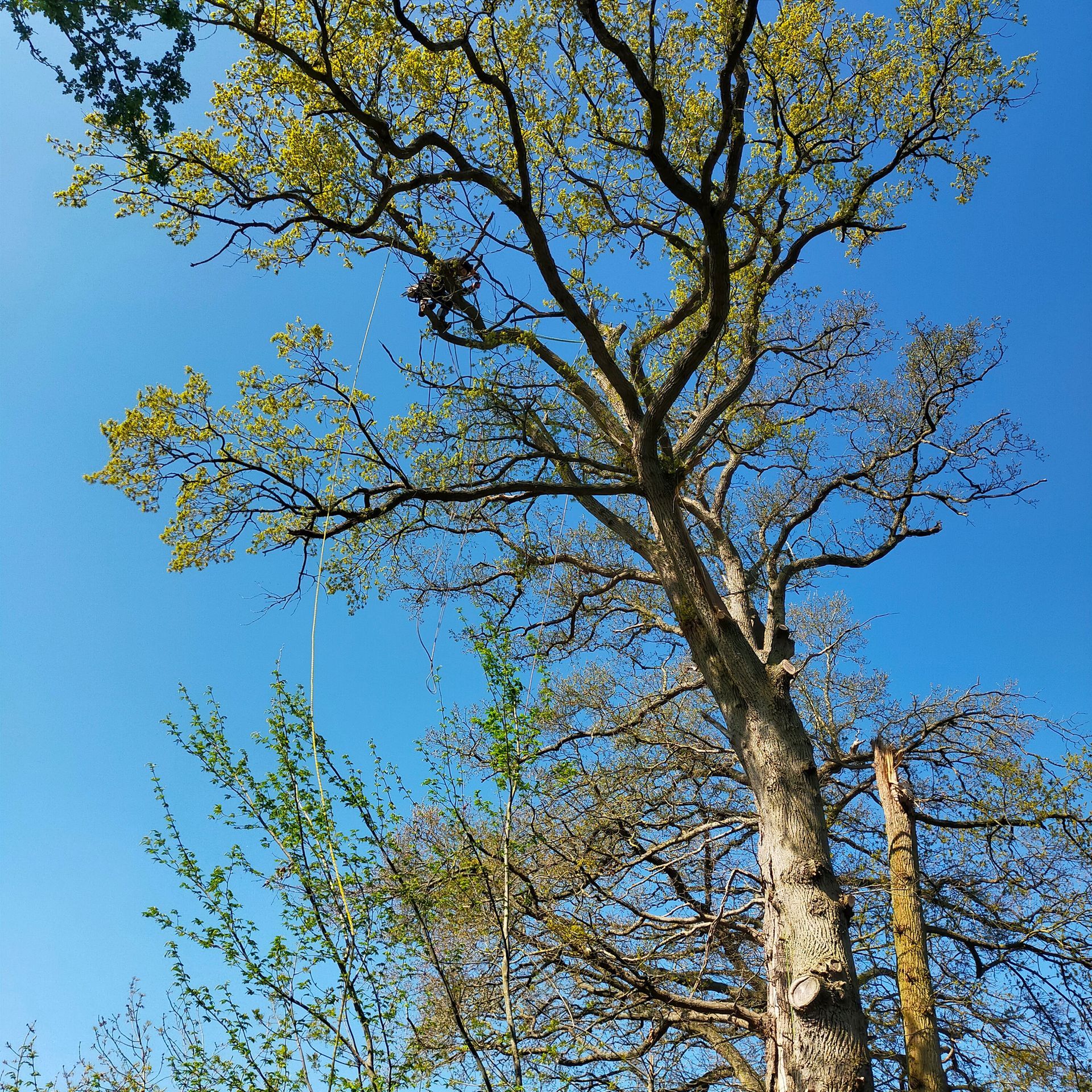 Élagueur dans un arbre sous un ciel bleu
