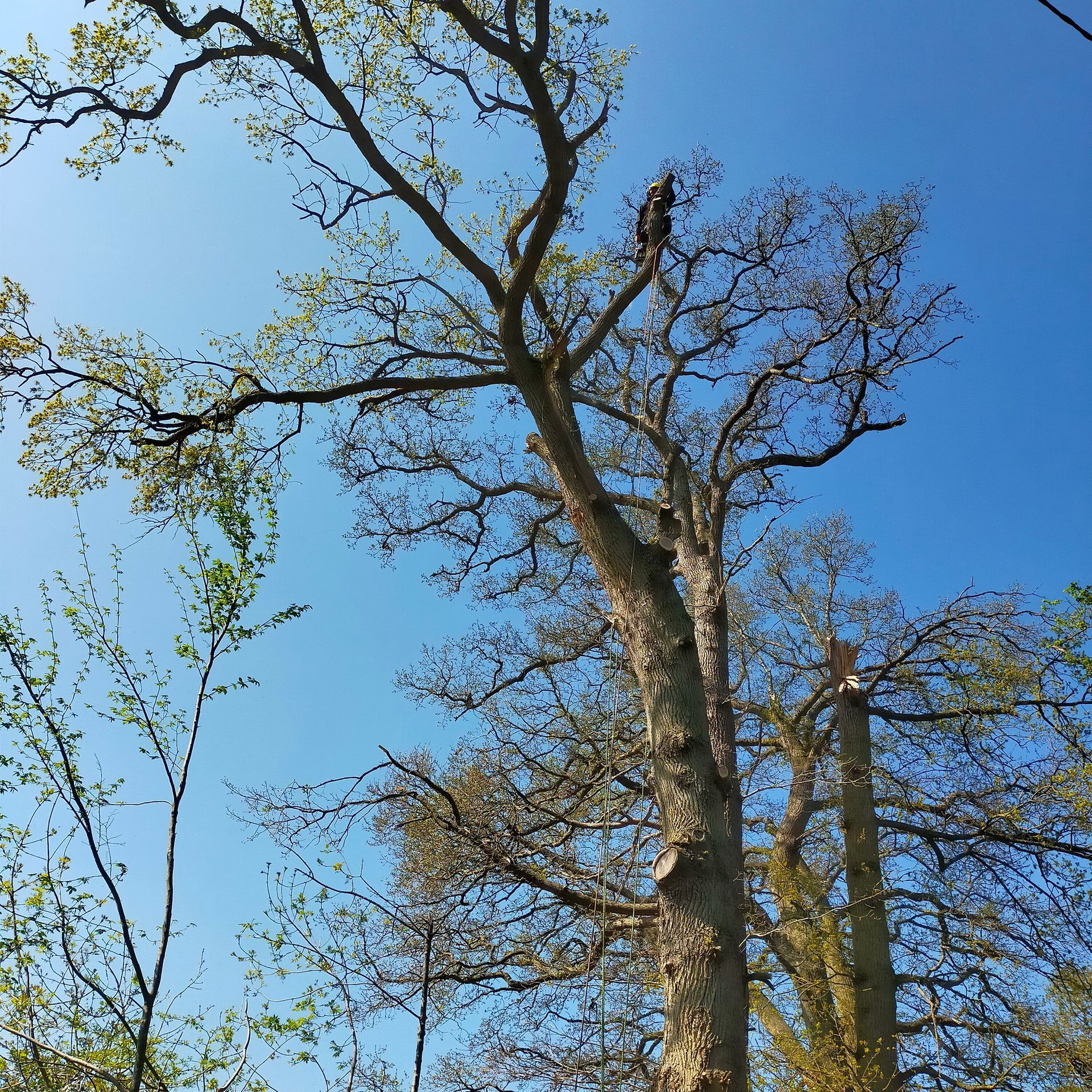 Arbre sous un ciel bleu devant un arbre coupé