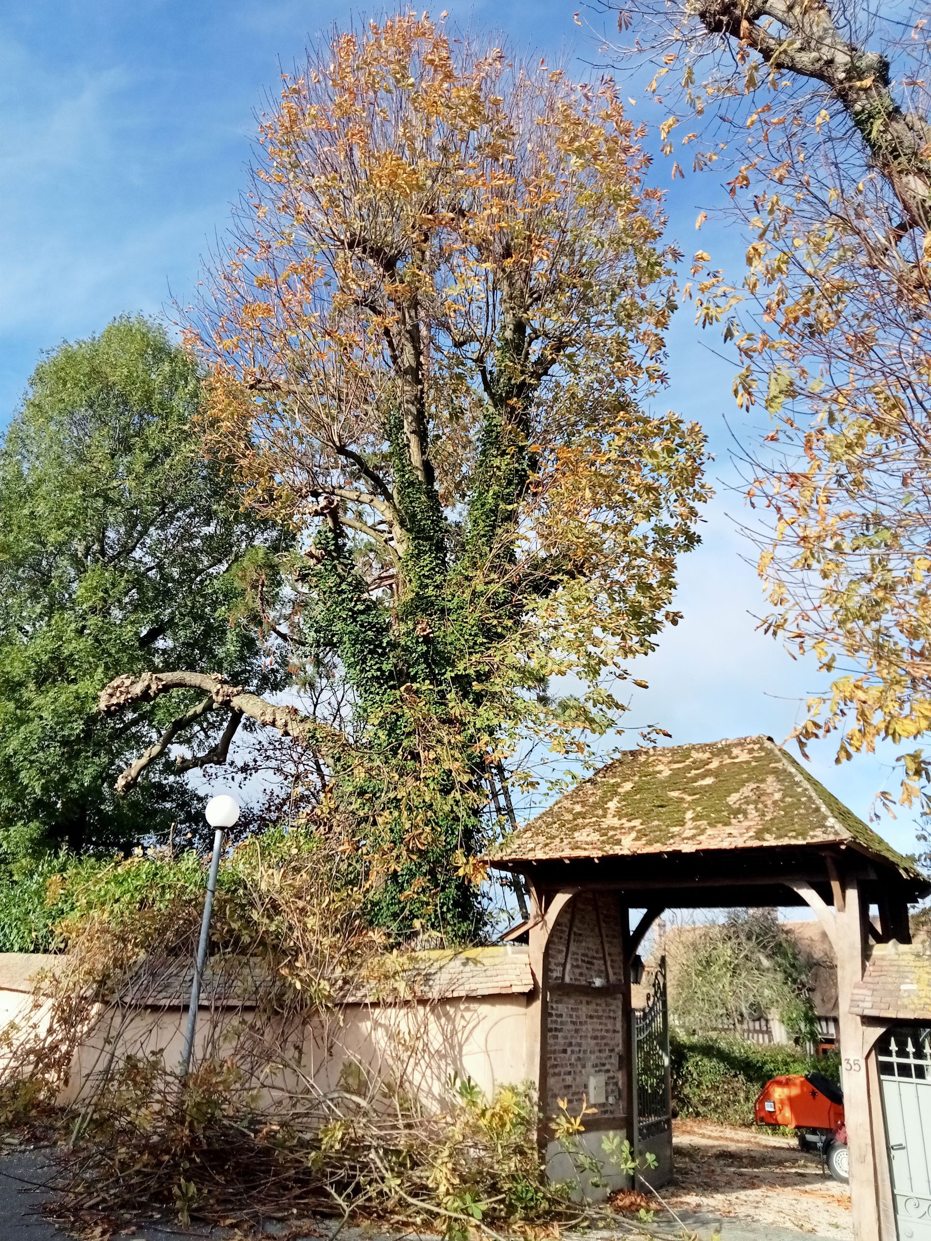 Arbres à côté d'un kiosque dont la toiture est couverte de mousse