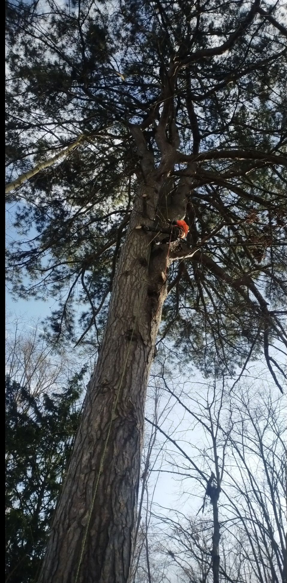 Élagueur en train de grimper à un arbre