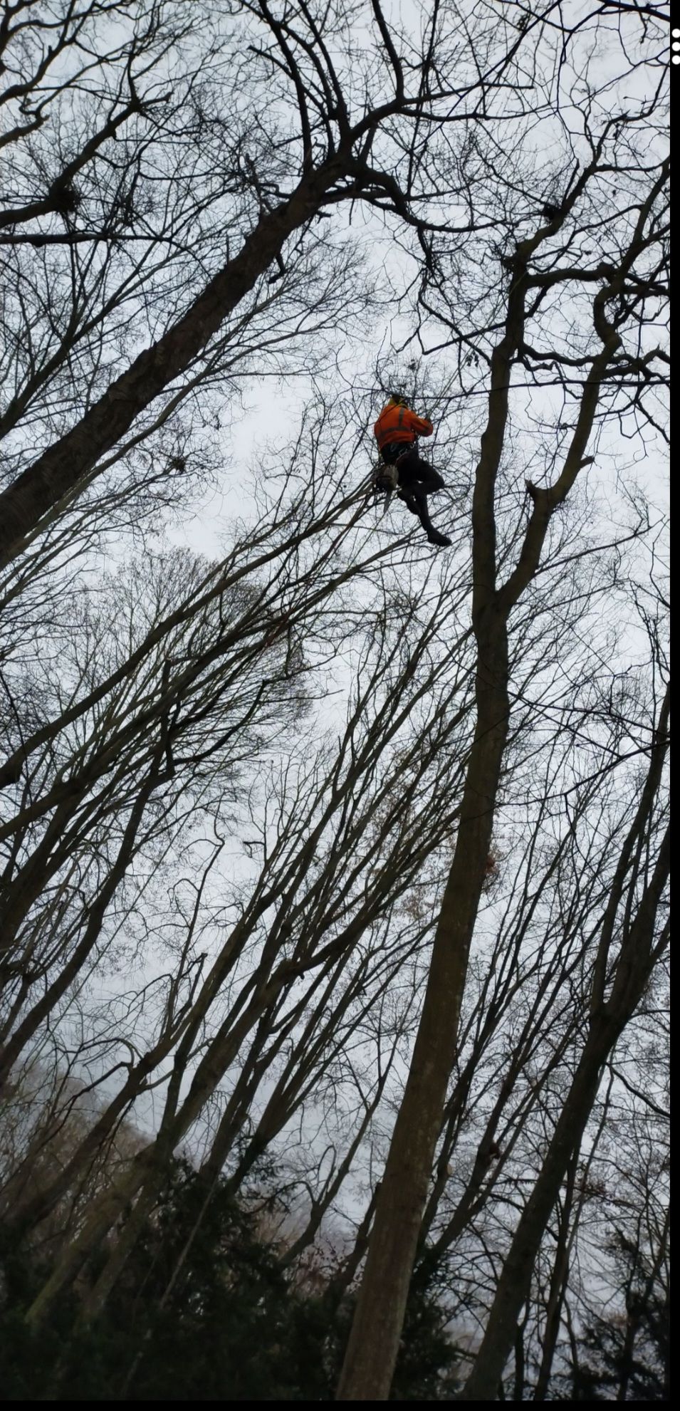 Arbres d'une forêt sur un fond gris