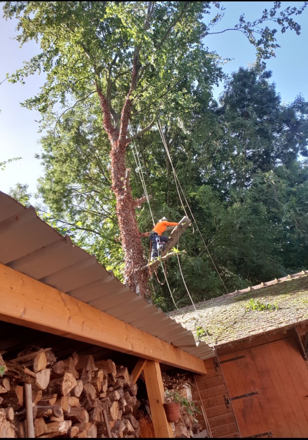 Élagueur dans un arbre au-dessus d'une toiture