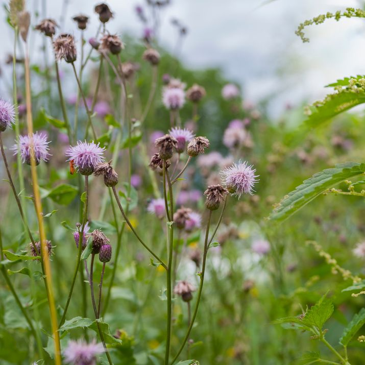 Fleurs sauvages violettes dans un champ herbeux, avec un arrière-plan flou.