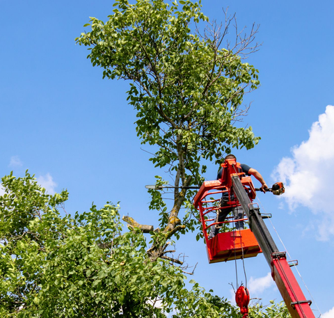 Un homme, dans la nacelle d'un ascenseur, taille des branches d'arbre à la tronçonneuse sous un ciel bleu.