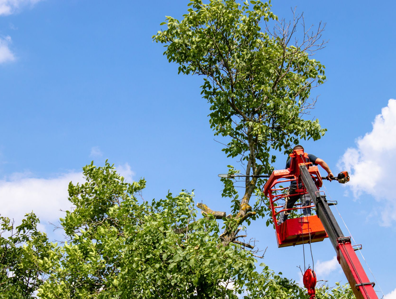 Un homme dans une nacelle élague des branches d'arbre à la tronçonneuse sur fond de ciel bleu.