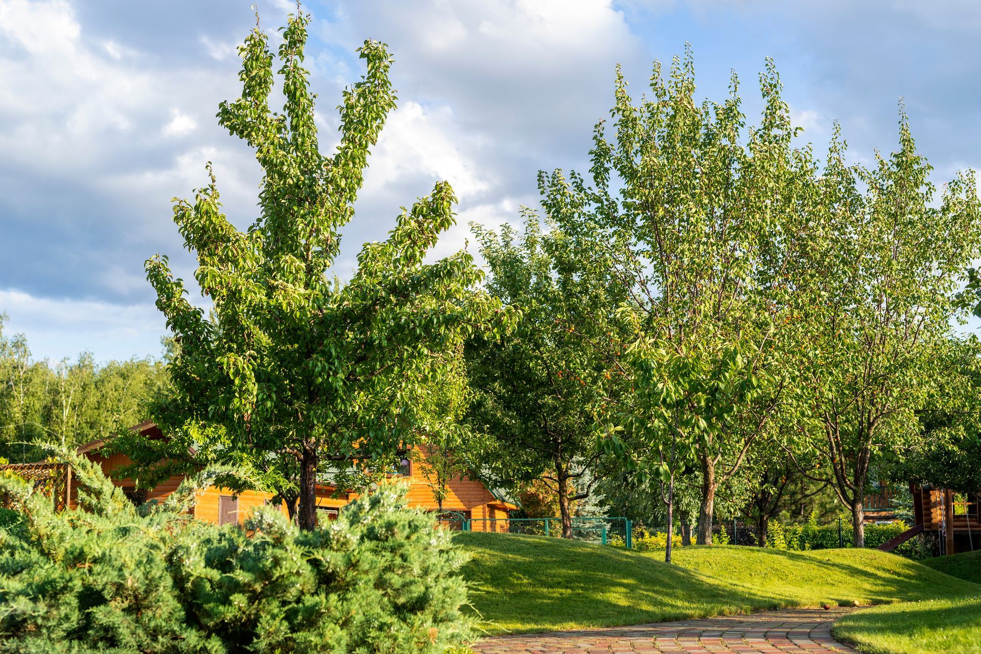 Arbres et buissons d'un vert luxuriant dans une cour ensoleillée, bâtiment en bois en arrière-plan.